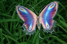 transform butterfly